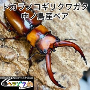 トカラノコギリクワクワガタ 成虫ペア オス52mm メス34mm 国産