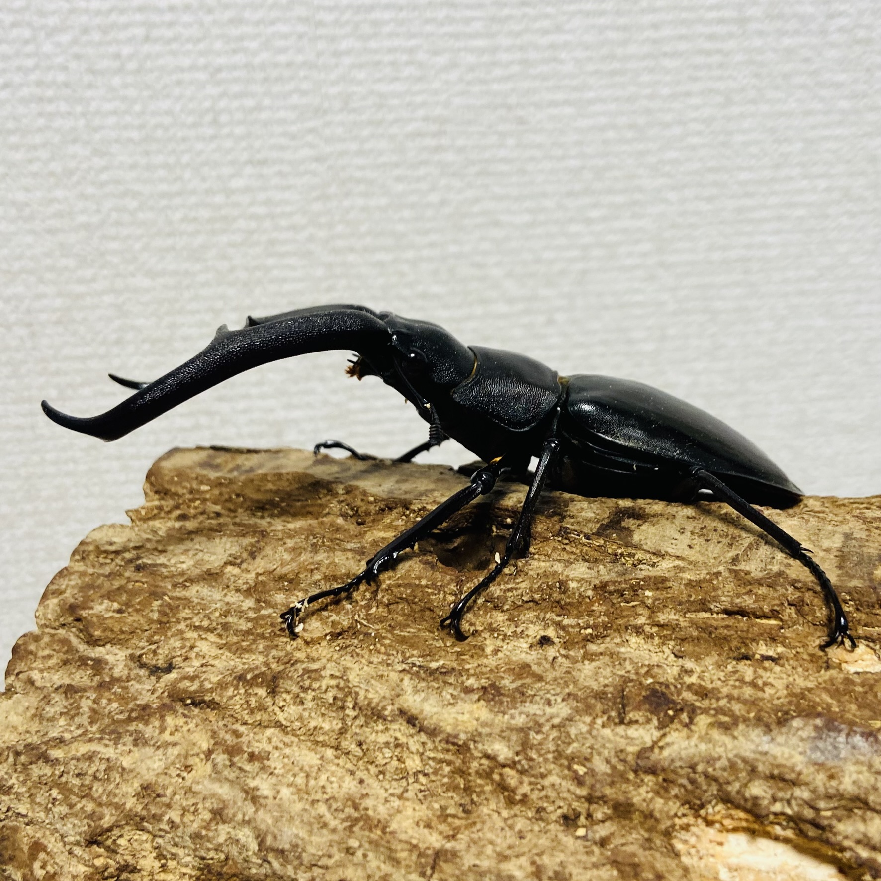 クマモンタ セール】クマちゃんジャガードニットトップス（ニット/セーター