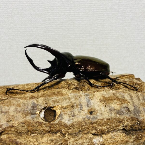 アトラスオオカブト 成虫ペア オス77mm メス49mm - 画像 (3)