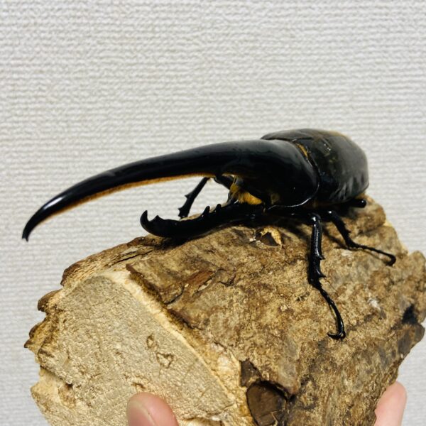 ヘラクレスオオカブト 原名亜種 成虫 オス160mm - 画像 (4)