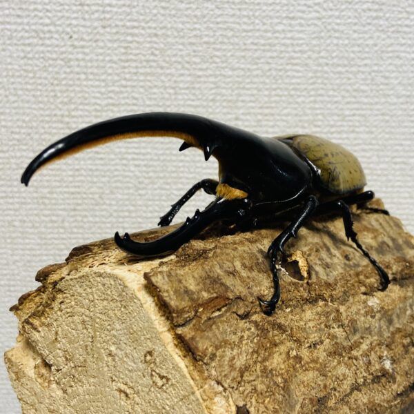 ヘラクレスオオカブト 成虫 オス152m - 画像 (4)