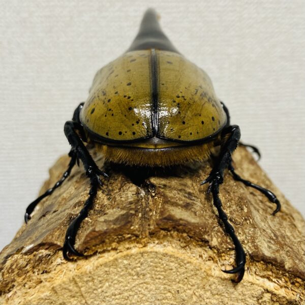 ヘラクレスオオカブト 成虫 オス152m - 画像 (5)