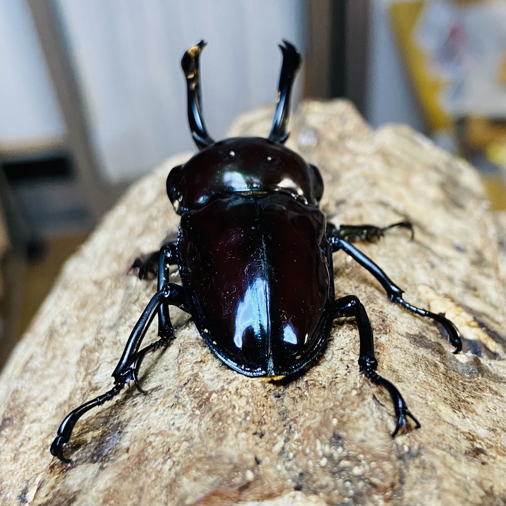 ニジイロクワガタ 紫紺ピカール血統 成虫ペア オス53mm メス