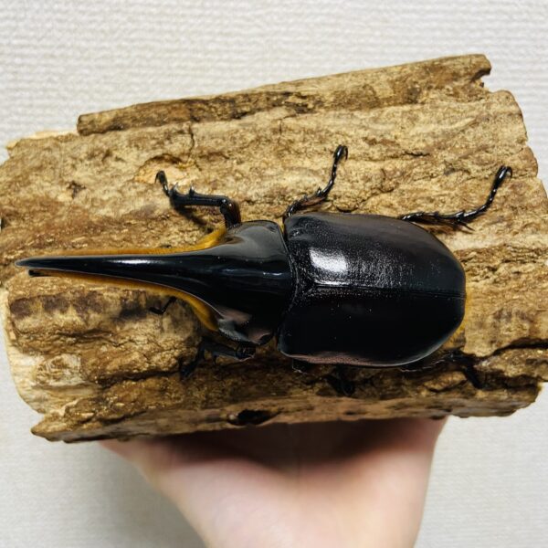 サタンオオカブト 成虫 オス 99mm - ヘラゾウ | カブトムシの