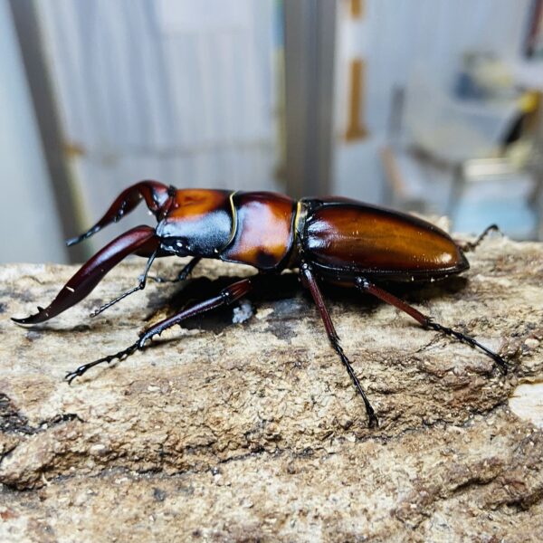 【専用】TOKUKO 1er VOL　チュニック　クワガタ　カマキリ　昆虫 天然トクノシマノコギリクワガタ【黒タイプ】63ミリペアの販売