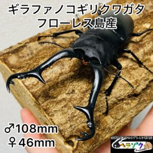 ギラファノコギリクワガタ 成虫ペア オス108mm メス46mm