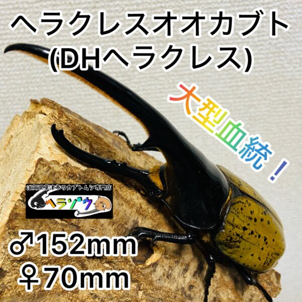 ☆1.乾燥標本ヘラクレスオス152ミリ ☆1.乾燥標本ヘラクレスオス152ミリ imgrc0076786849.jpg