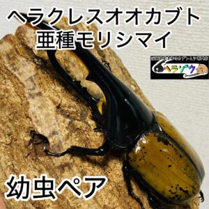 ヘラクレスオオカブト 亜種モリシマイ 幼虫 ペア