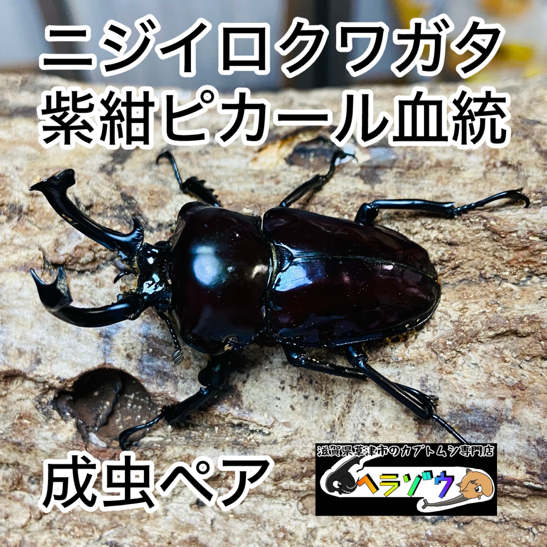 ニジイロクワガタ 紫紺ピカール血統 成虫ペア オス53mm メス