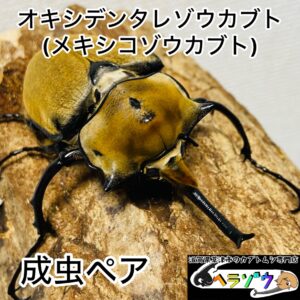 オキシデンタレゾウカブト(メキシコゾウカブト、オキシデンタリスゾウカブト) 成虫ペア オス83mm メス63mm