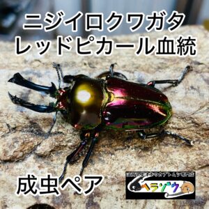 ニジイロクワガタ レッドピカール血統 成虫ペア オス50mmUP メスフリーサイズ