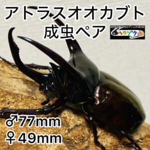 アトラスオオカブト 成虫ペア オス77mm メス49mm
