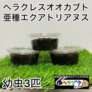 ヘラクレスオオカブト 亜種エクアトリアヌス 幼虫3匹