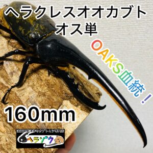ヘラクレスオオカブト 原名亜種 成虫 オス160mm