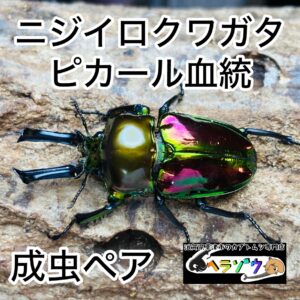 ニジイロクワガタ ピカール血統 成虫ペア オス48mm メスフリーサイズ