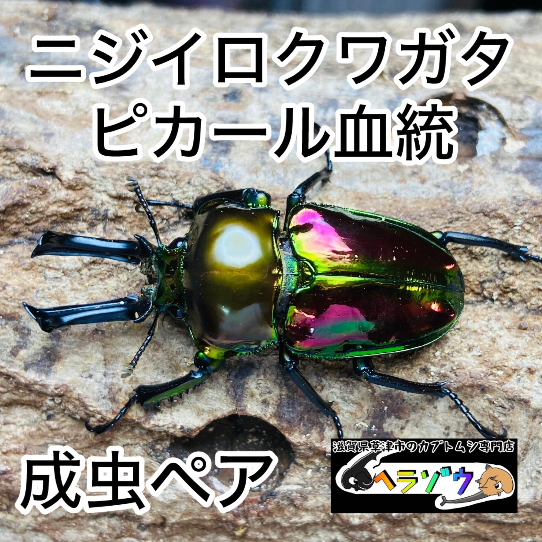 ニジイロクワガタ ピカール血統 成虫ペア オス48mm メス