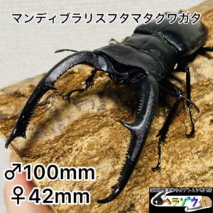 マンディブラリスフタマタクワガタ 成虫ペア オス100mm メス42mm
