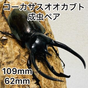 コーカサスオオカブト 成虫ペア オス109mm メス62mm