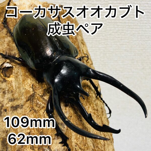 コーカサスオオカブト 成虫ペア オス109mm メス62mm