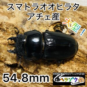 スマトラオオヒラタ 成虫 メス54.8mm