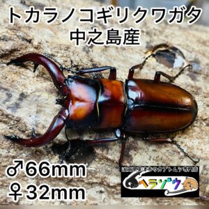 トカラノコギリクワクワガタ 成虫ペア オス66mm メス32mm 国産