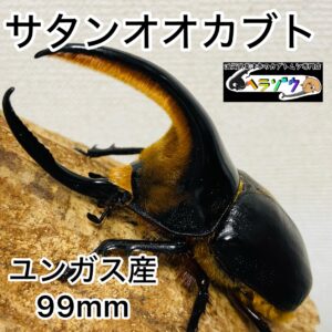 サタンオオカブト 成虫 オス 99mm