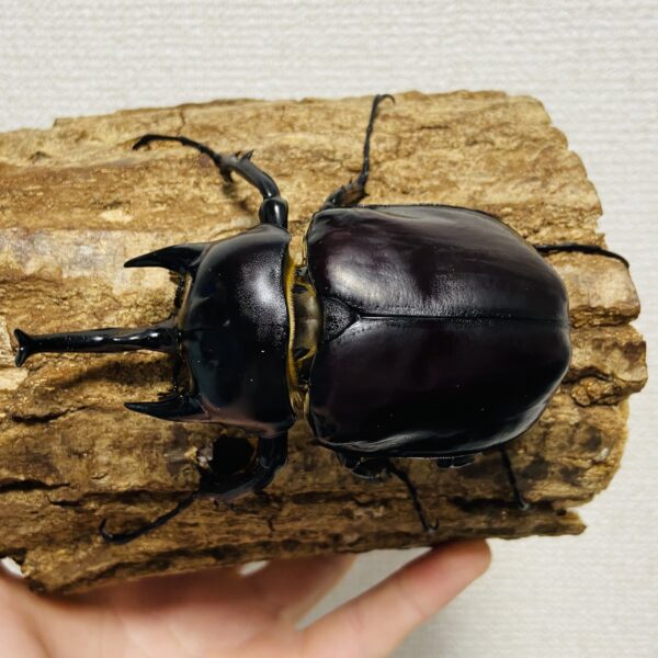レックスゾウカブト (旧アクティオンゾウカブト) 成虫 オス 99mm - 画像 (2)