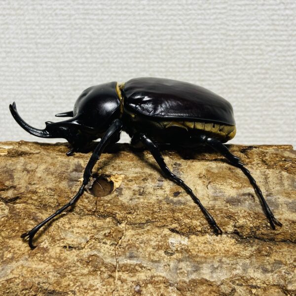 レックスゾウカブト (旧アクティオンゾウカブト) 成虫 オス 99mm - 画像 (4)
