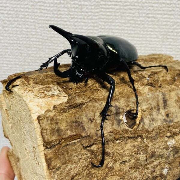 コーカサスオオカブト 成虫 オス 77mm - 画像 (2)