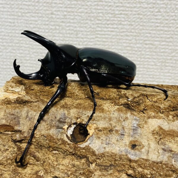 コーカサスオオカブト 成虫 オス 77mm - 画像 (3)