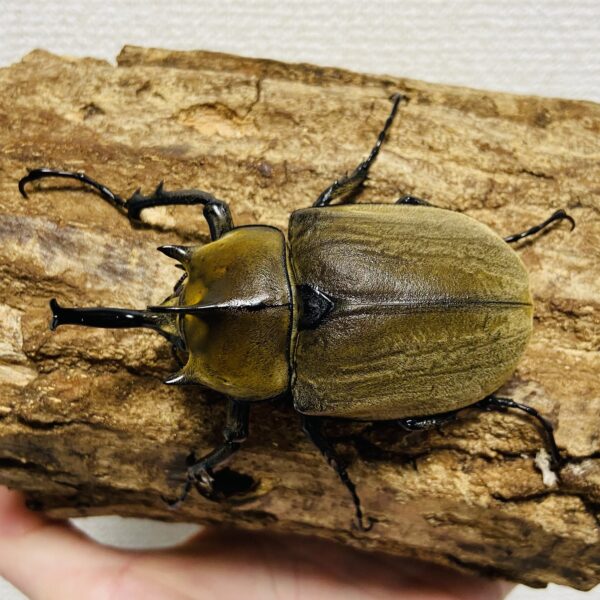 ギアスゾウカブト 亜種ポリオン 成虫 オス 77mm - 画像 (2)