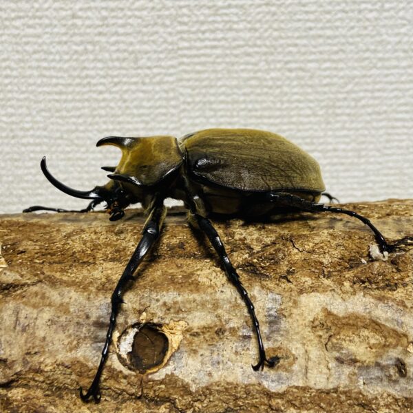 ギアスゾウカブト 亜種ポリオン 成虫 オス 77mm - 画像 (3)