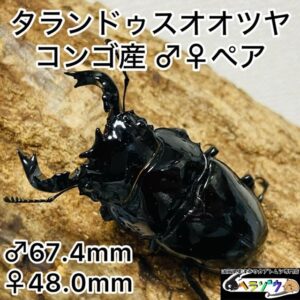 タランドゥスオオツヤクワガタ 成虫ペア オス67mm メス48mm