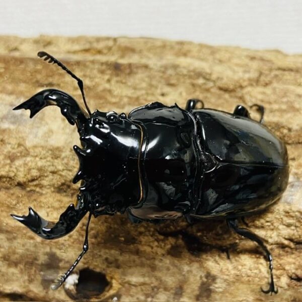 タランドゥスオオツヤクワガタ 成虫ペア オス67mm メス48mm - 画像 (2)
