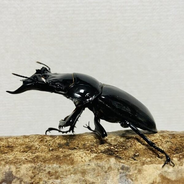 タランドゥスオオツヤクワガタ 成虫ペア オス67mm メス48mm - 画像 (3)