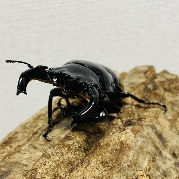 タランドゥスオオツヤクワガタ 成虫ペア オス67mm メス48mm - 画像 (4)