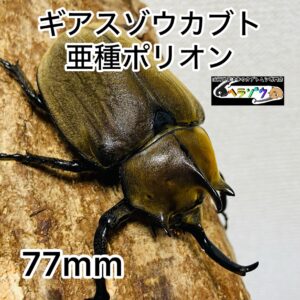 ギアスゾウカブト 亜種ポリオン 成虫 オス 77mm
