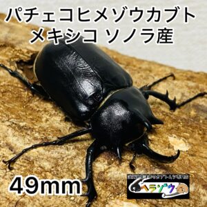 パチェコヒメゾウカブト 成虫 オス 49mm