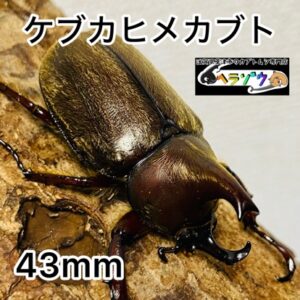 ケブカヒメカブト 成虫 オス 43mm