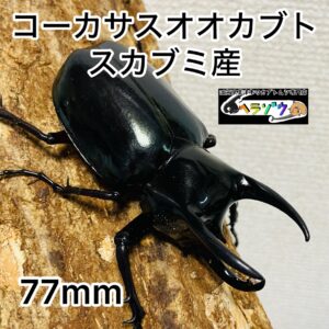 コーカサスオオカブト 成虫 オス 77mm