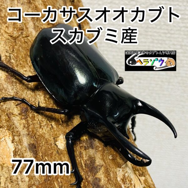 コーカサスオオカブト 成虫 オス 77mm