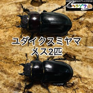 ユダイクスミヤマクワガタ 成虫 メス ♀ 2匹 (ヨーロッパミヤマクワガタ 亜種ユダイクス)