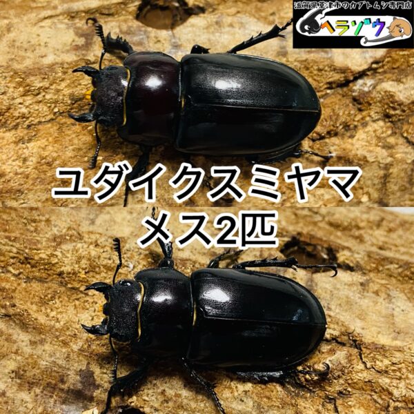 ユダイクスミヤマクワガタ 成虫 メス ♀ 2匹 (ヨーロッパミヤマクワガタ 亜種ユダイクス)