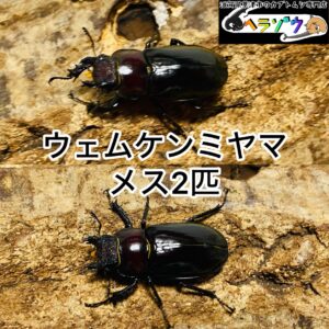 ウェムケンミヤマクワガタ 成虫 メス ♀ 2匹 (ヴェムケンミヤマクワガタ)