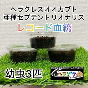 【レコード血統】ヘラクレスオオカブト 亜種セプテントリオナリス 幼虫3匹