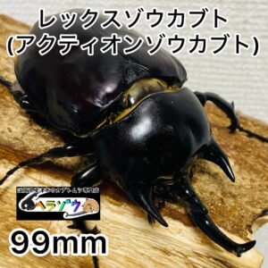 レックスゾウカブト (旧アクティオンゾウカブト) 成虫 オス 99mm