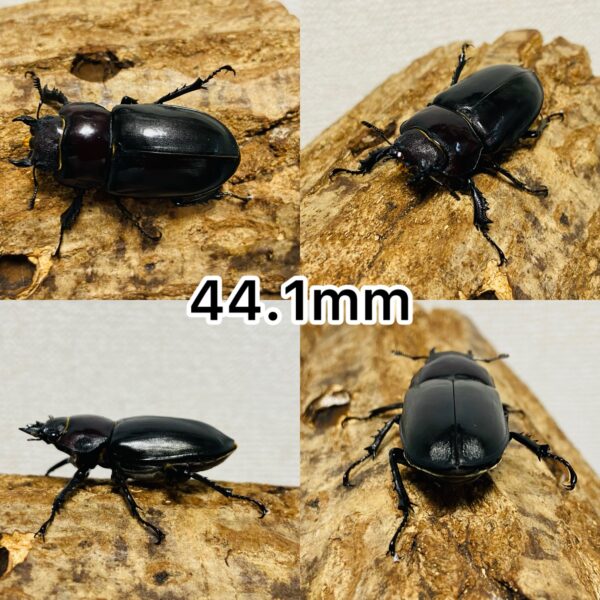ユダイクスミヤマクワガタ 成虫 メス ♀ 2匹 (ヨーロッパミヤマクワガタ 亜種ユダイクス) - 画像 (2)