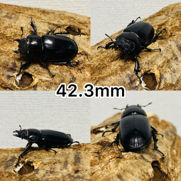 ユダイクスミヤマクワガタ 成虫 メス ♀ 2匹 (ヨーロッパミヤマクワガタ 亜種ユダイクス) - 画像 (3)
