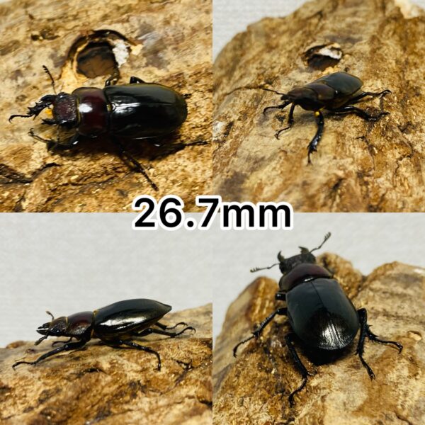 ウェムケンミヤマクワガタ 成虫 メス ♀ 2匹 (ヴェムケンミヤマクワガタ) - 画像 (3)
