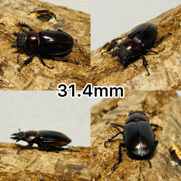 ウェムケンミヤマクワガタ 成虫 メス ♀ 2匹 (ヴェムケンミヤマクワガタ) - 画像 (2)